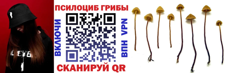 Галлюциногенные грибы мицелий  где найти наркотики  Тюмень 
